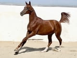 Registered purebred Arabian Horses for sale