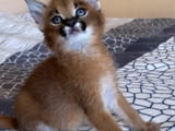 Caracal Kittens for Sale