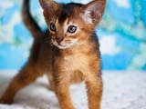 Abyssinian Kittens Ready For Sale