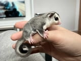 Sugar Gliders