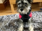 Miniature Schnauzer puppies for sale