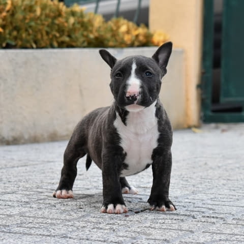 Miniature English bull terrier Puppies Bulterier, 3 Months, Vaccinated - Yes - city of Sofia | Dogs - снимка 1