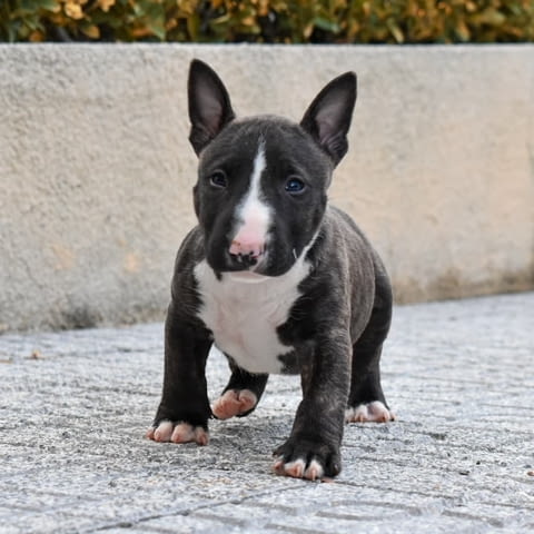 Miniature English bull terrier Puppies Bulterier, 3 Months, Vaccinated - Yes - city of Sofia | Dogs - снимка 2