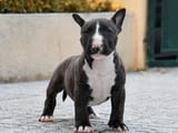 Miniature English bull terrier Puppies