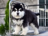 Alaskan Malamute Puppies Available