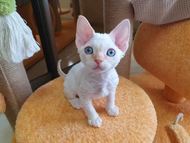 Devon Rex Kittens 3 Months, Vaccine - Yes, Dewormed - Yes - city of Sofia | Cats - снимка 1