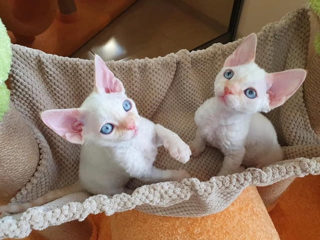 Devon Rex Kittens 3 Months, Vaccine - Yes, Dewormed - Yes - city of Sofia | Cats - снимка 2