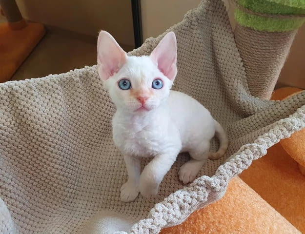 Devon Rex Kittens 3 Months, Vaccine - Yes, Dewormed - Yes - city of Sofia | Cats - снимка 3