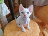 Devon Rex Kittens