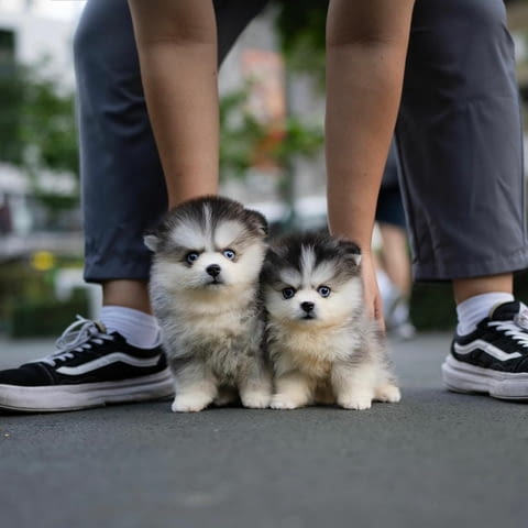 Pomsky Puppies Available Другa, 3 Months, Vaccinated - Yes - city of Sofia | Dogs - снимка 3