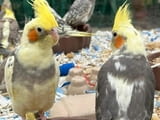 Adorable Cockatiel Male and Female Available