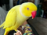 Hand Fed Indian Ringneck Parakeets Available