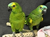 Blue Fronted Amazon parrots Available