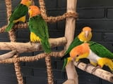 Caique parrots available now