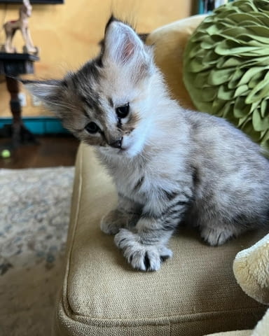 Stunning Pixie-bob Kitten For Re-homing. Other, 3 Months, Vaccine - Yes - city of Sofia | Cats - снимка 1