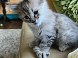 Stunning Pixie-bob Kitten For Re-homing.