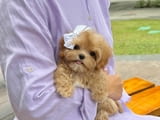 Havanese puppies for adoption