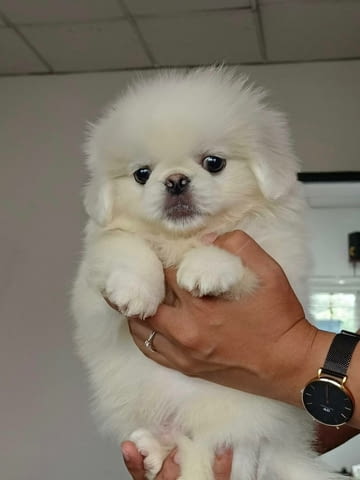 Adorable purebred Pekingese Puppies Available Другa, 3 Months, Vaccinated - Yes - city of Sofia | Dogs - снимка 1