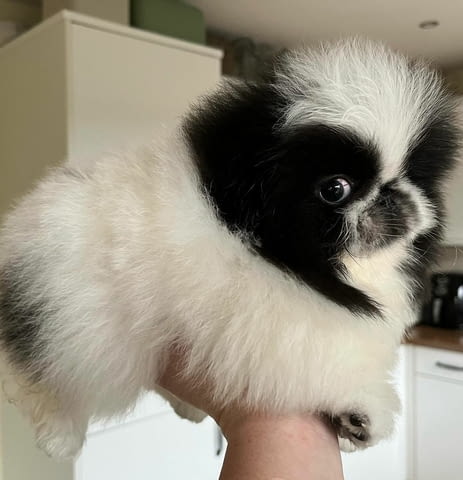 Adorable purebred Pekingese Puppies Available Другa, 3 Months, Vaccinated - Yes - city of Sofia | Dogs - снимка 2
