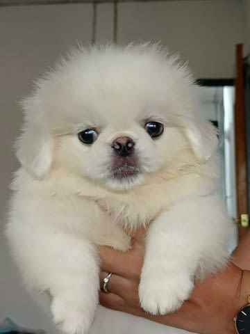 Adorable purebred Pekingese Puppies Available Другa, 3 Months, Vaccinated - Yes - city of Sofia | Dogs - снимка 3