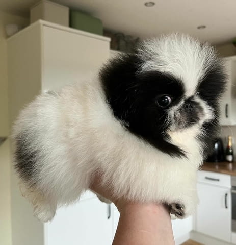 Adorable purebred Pekingese Puppies Available Другa, 3 Months, Vaccinated - Yes - city of Sofia | Dogs - снимка 4