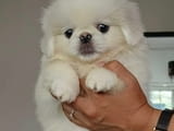 Adorable purebred Pekingese Puppies Available