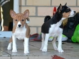 Male and Female Basenji puppies