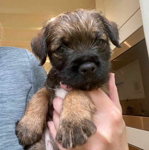 Male And Female Border terrier Available Другa, 3 Months, Vaccinated - Yes - city of Sofia | Dogs - снимка 1