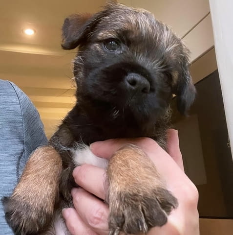 Male And Female Border terrier Available Другa, 3 Months, Vaccinated - Yes - city of Sofia | Dogs - снимка 2