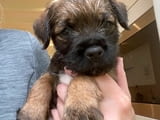 Male And Female Border terrier Available