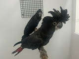 Red Tailed Black Cockatoo for Sale