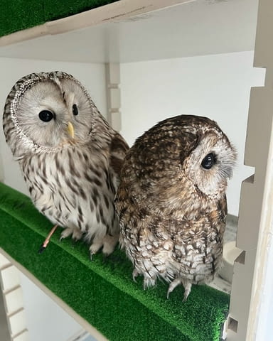 Male and Female Eagle Owls Other, 6 Months - city of Sofia | Birds & Exotic - снимка 1
