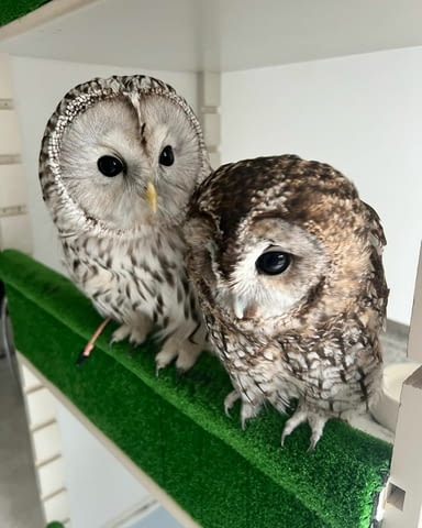 Male and Female Eagle Owls Other, 6 Months - city of Sofia | Birds & Exotic - снимка 2