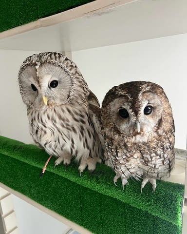 Male and Female Eagle Owls Other, 6 Months - city of Sofia | Birds & Exotic - снимка 3