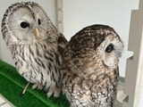 Male and Female Eagle Owls