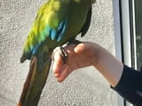 Pair Of Military Macaw Parrots For Sale