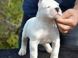 Vaccinated Dogo Argentino Puppies Available