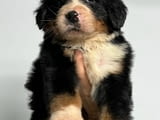 Bernese Mountain Puppies