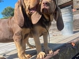 Healthy Blood hound puppies