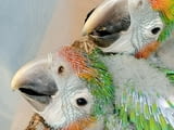 Pair Of Catalina Rainbow macaw Parrots For Sale