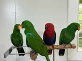 Eclectus Parrots For Sale