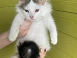 Healthy Turkish Angora Kittens For Sale