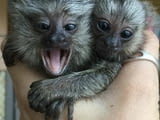 Marmosets Monkeys Available Now