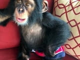 Amazing 2 Monkey Chimpazee For Adoption