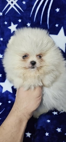 Pomeranian Boo Puppies 3 Months - city of Izvun Bulgaria | Dogs - снимка 1