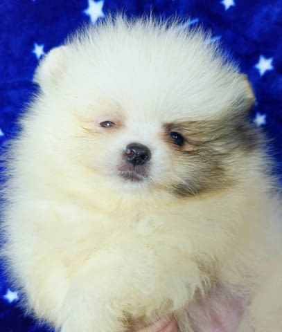 Pomeranian Boo Puppies 3 Months - city of Izvun Bulgaria | Dogs - снимка 2