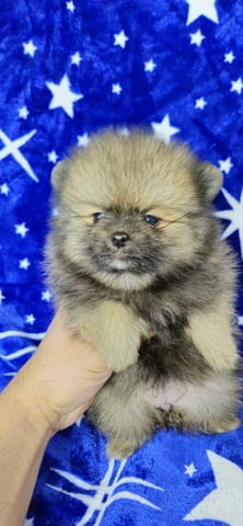 Pomeranian Boo Puppies 3 Months - city of Izvun Bulgaria | Dogs - снимка 3