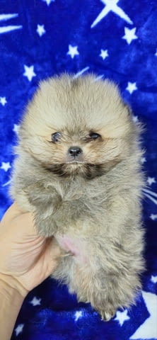 Pomeranian Boo Puppies 3 Months - city of Izvun Bulgaria | Dogs - снимка 4