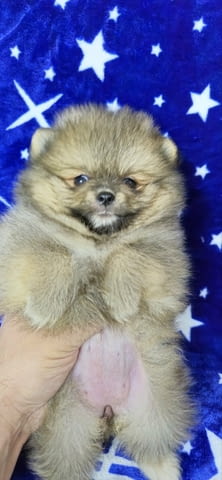 Pomeranian Boo Puppies 3 Months - city of Izvun Bulgaria | Dogs - снимка 5