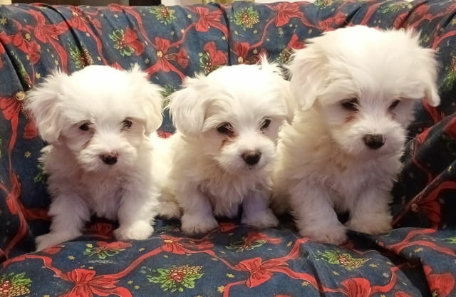 Coton de Tulear puppies for sale Unknown Breed, 2 Months, Vaccinated - Yes - city of Varna | Dogs - снимка 4